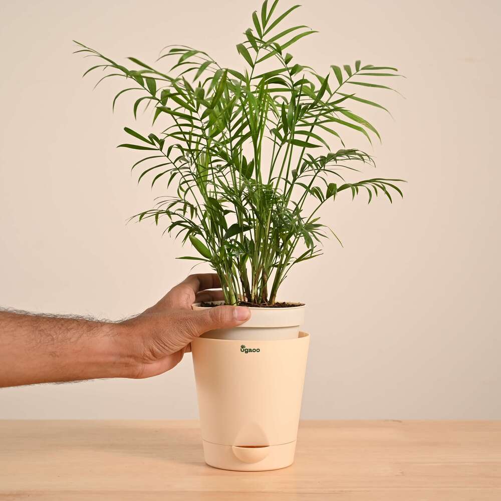 Bamboo Palm Plant - Image 20