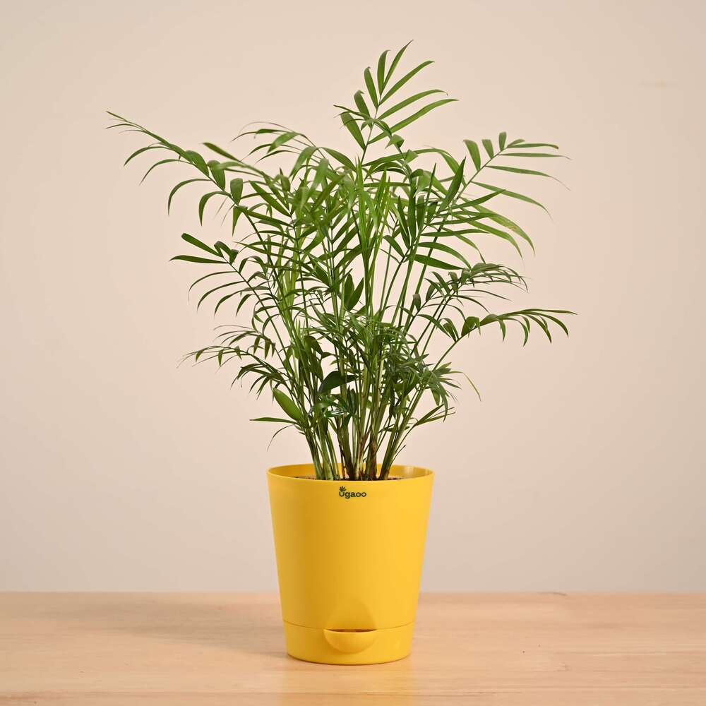 Bamboo Palm Plant - Image 22