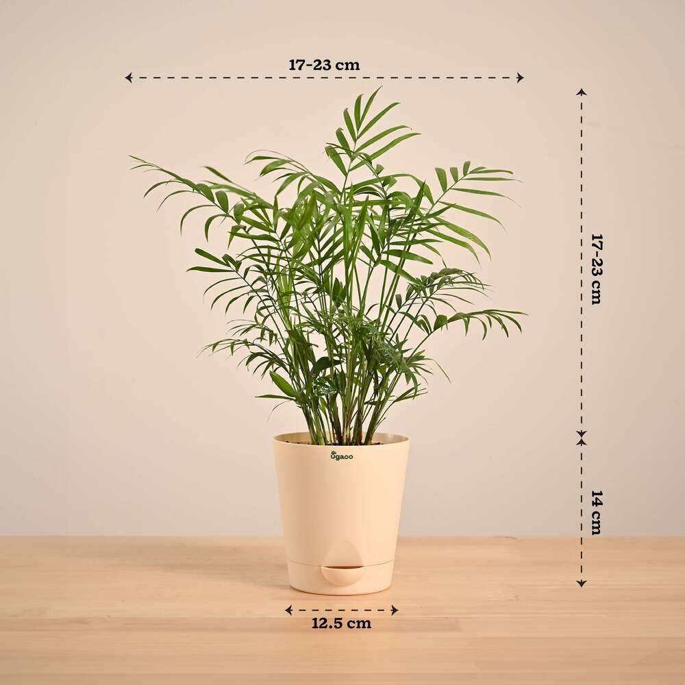 Bamboo Palm Plant - Image 25