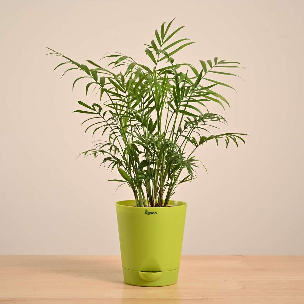 Bamboo Palm Plant - Image 26