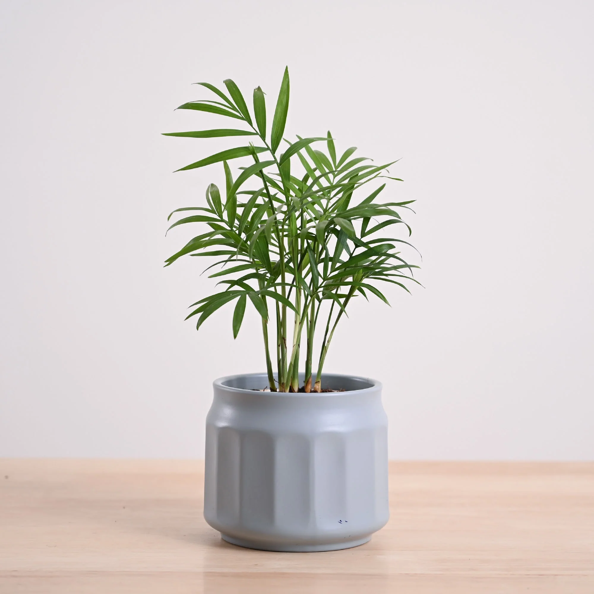 Bamboo Palm Plant - Image 3