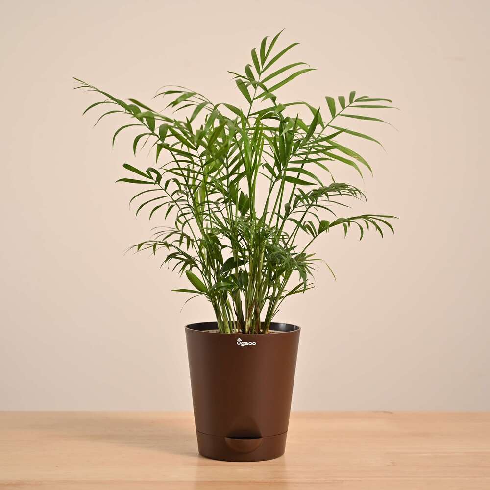 Bamboo Palm Plant - Image 34
