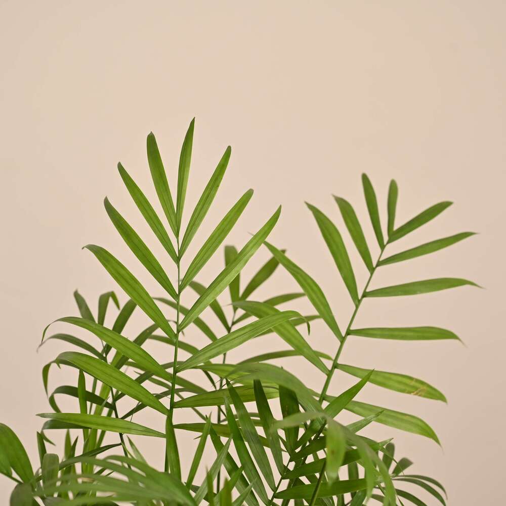 Bamboo Palm Plant - Image 35