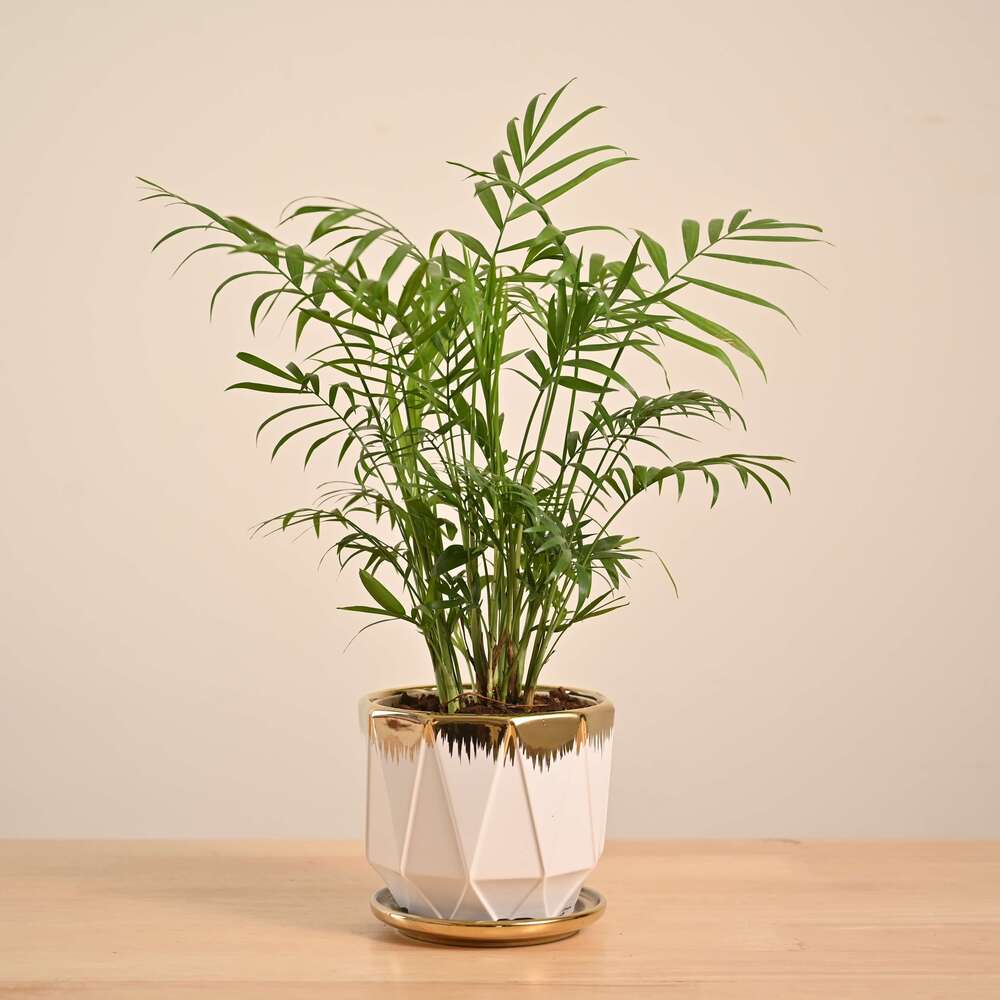 Bamboo Palm Plant - Image 38