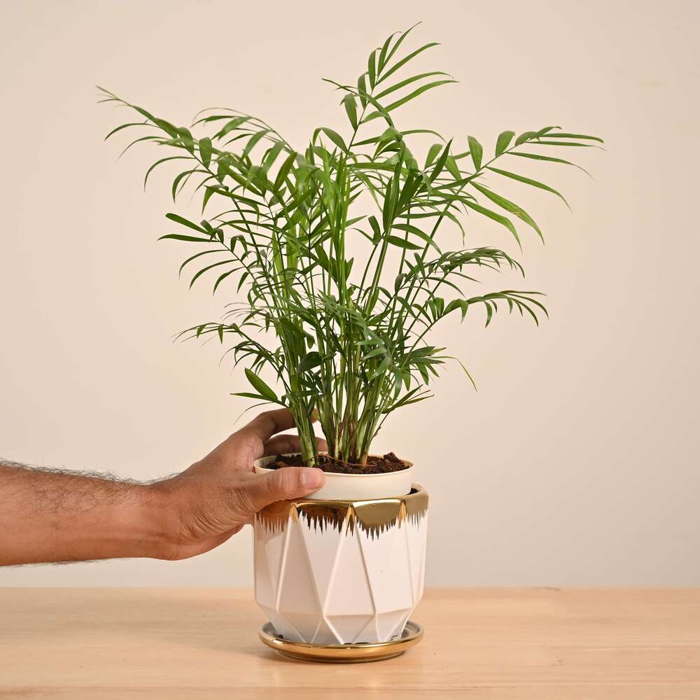 Bamboo Palm Plant - Image 40