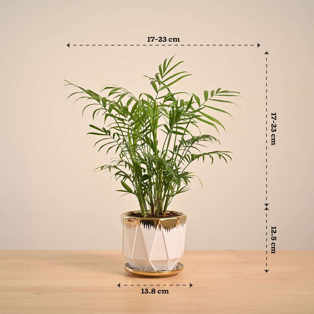 Bamboo Palm Plant - Image 41