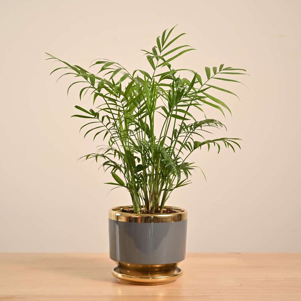 Bamboo Palm Plant - Image 42