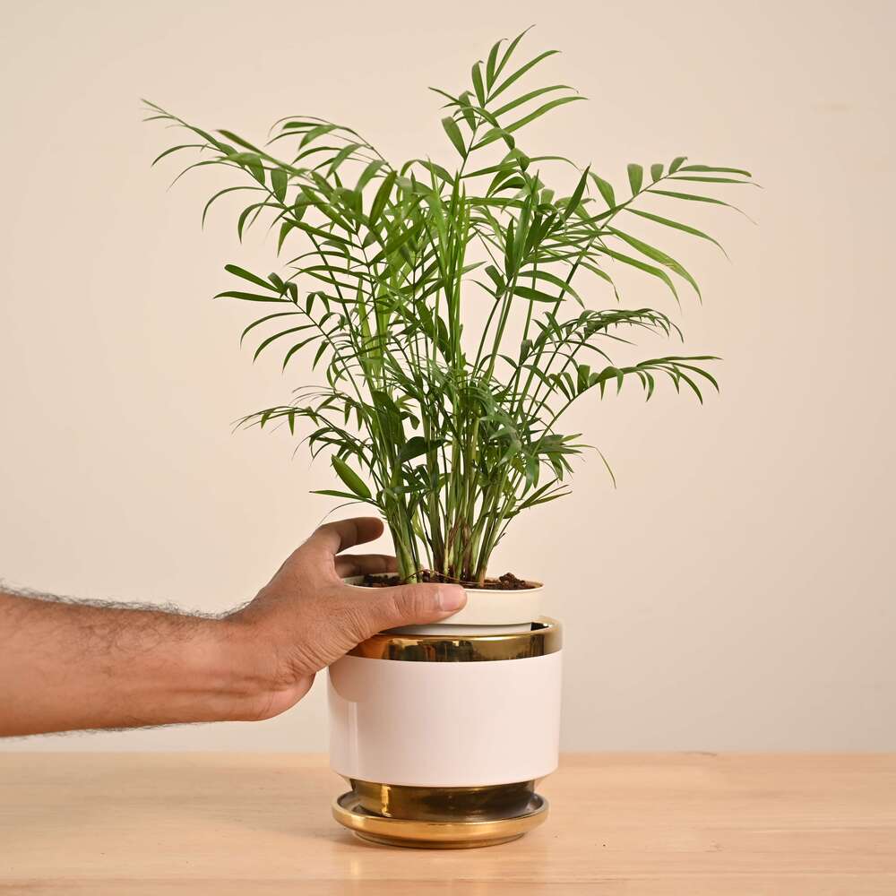 Bamboo Palm Plant - Image 44