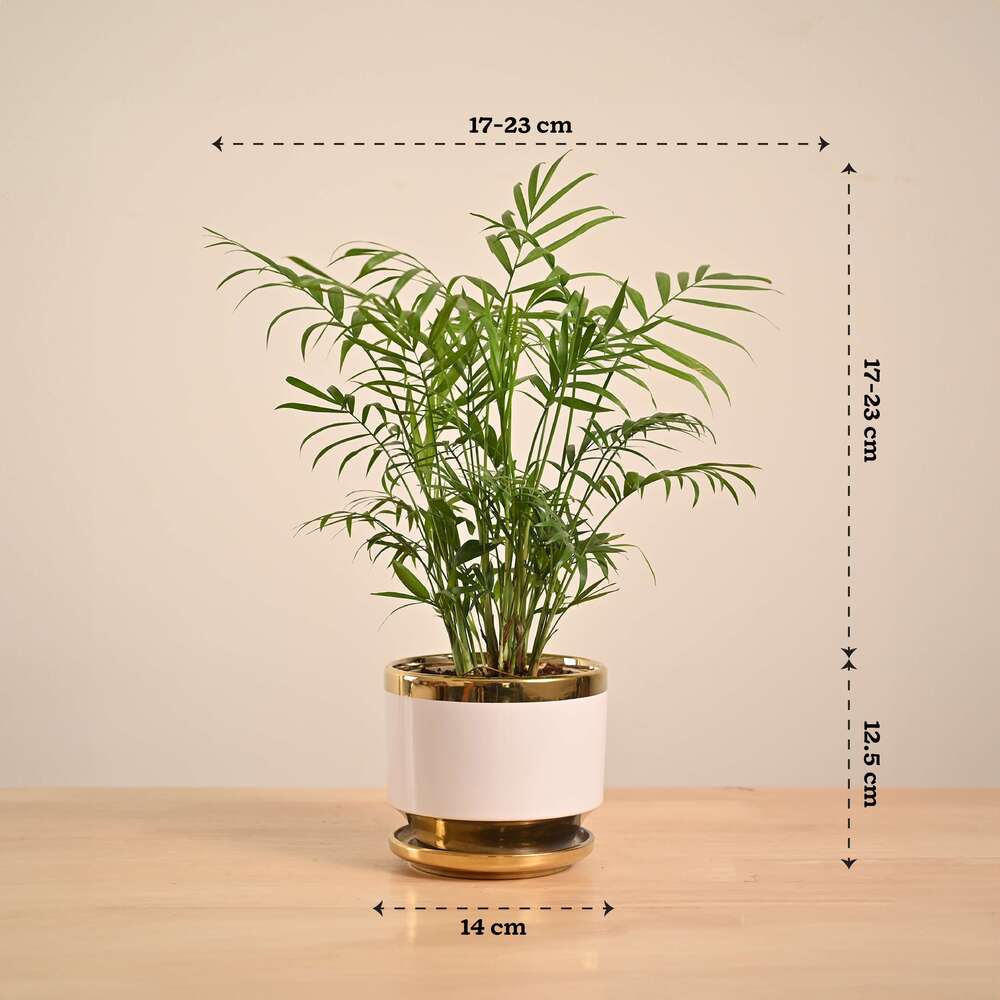 Bamboo Palm Plant - Image 45