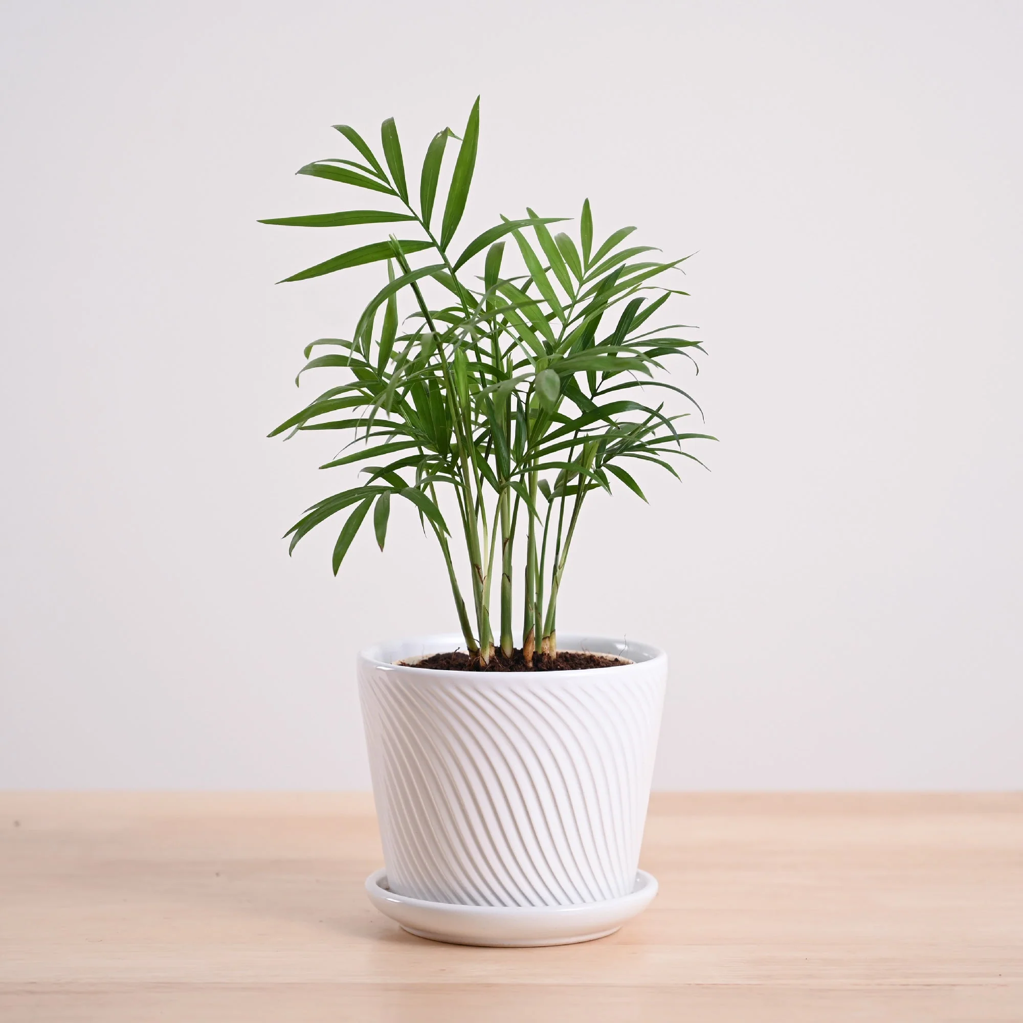 Bamboo Palm Plant - Image 5