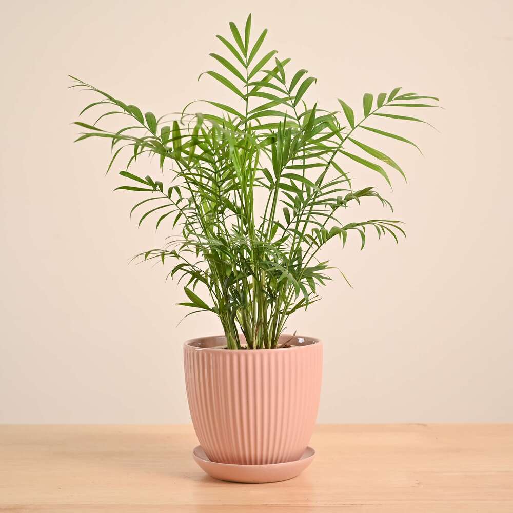 Bamboo Palm Plant - Image 50