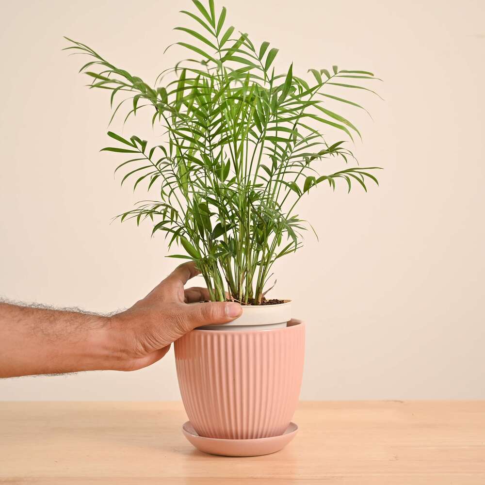 Bamboo Palm Plant - Image 52