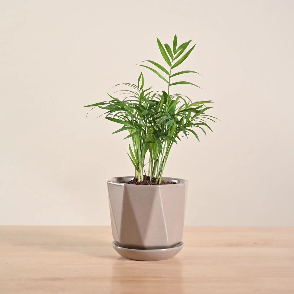 Bamboo Palm Plant - Image 53