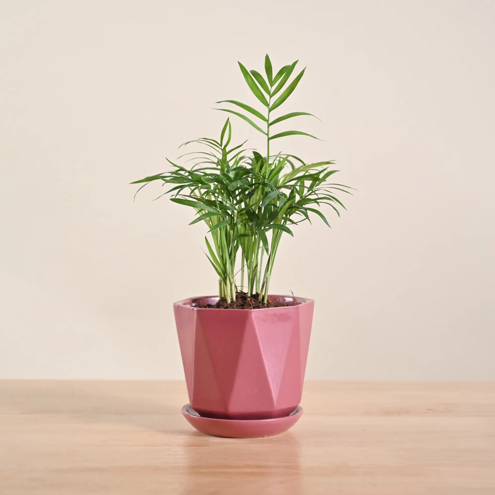 Bamboo Palm Plant - Image 54