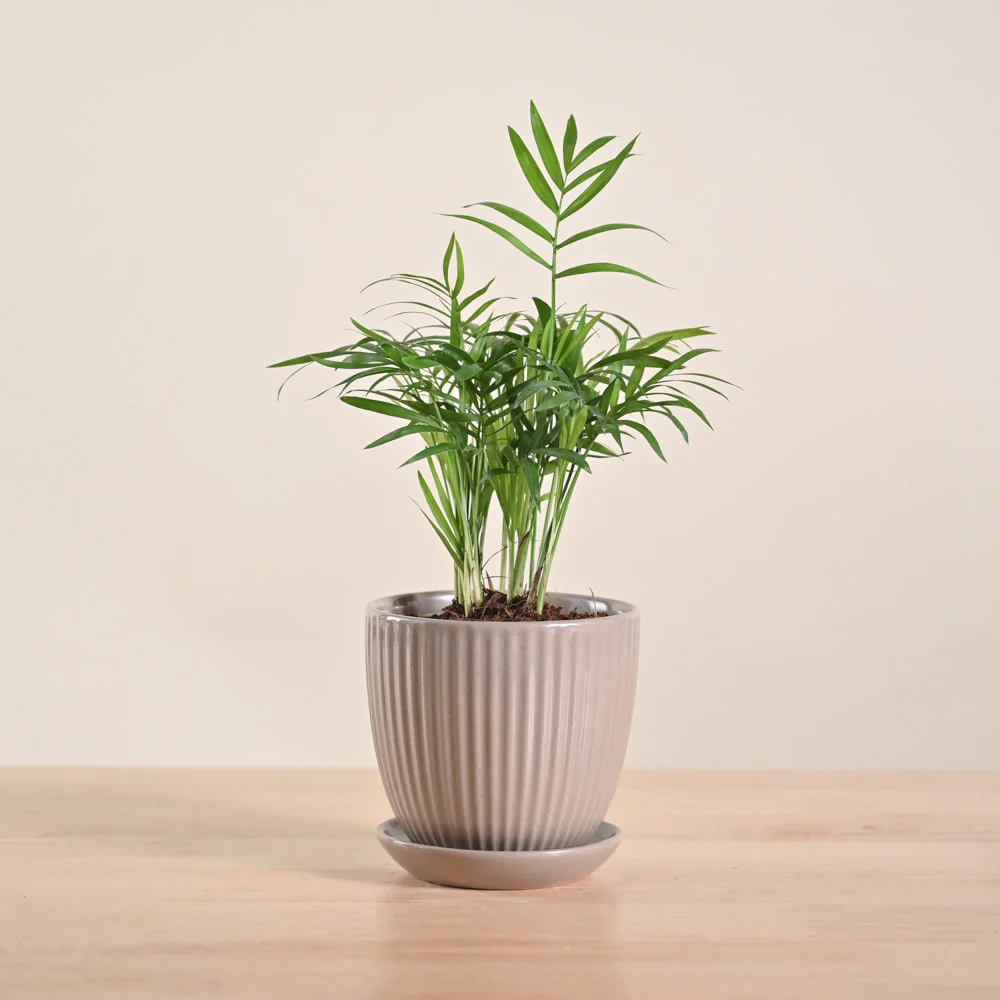 Bamboo Palm Plant - Image 56