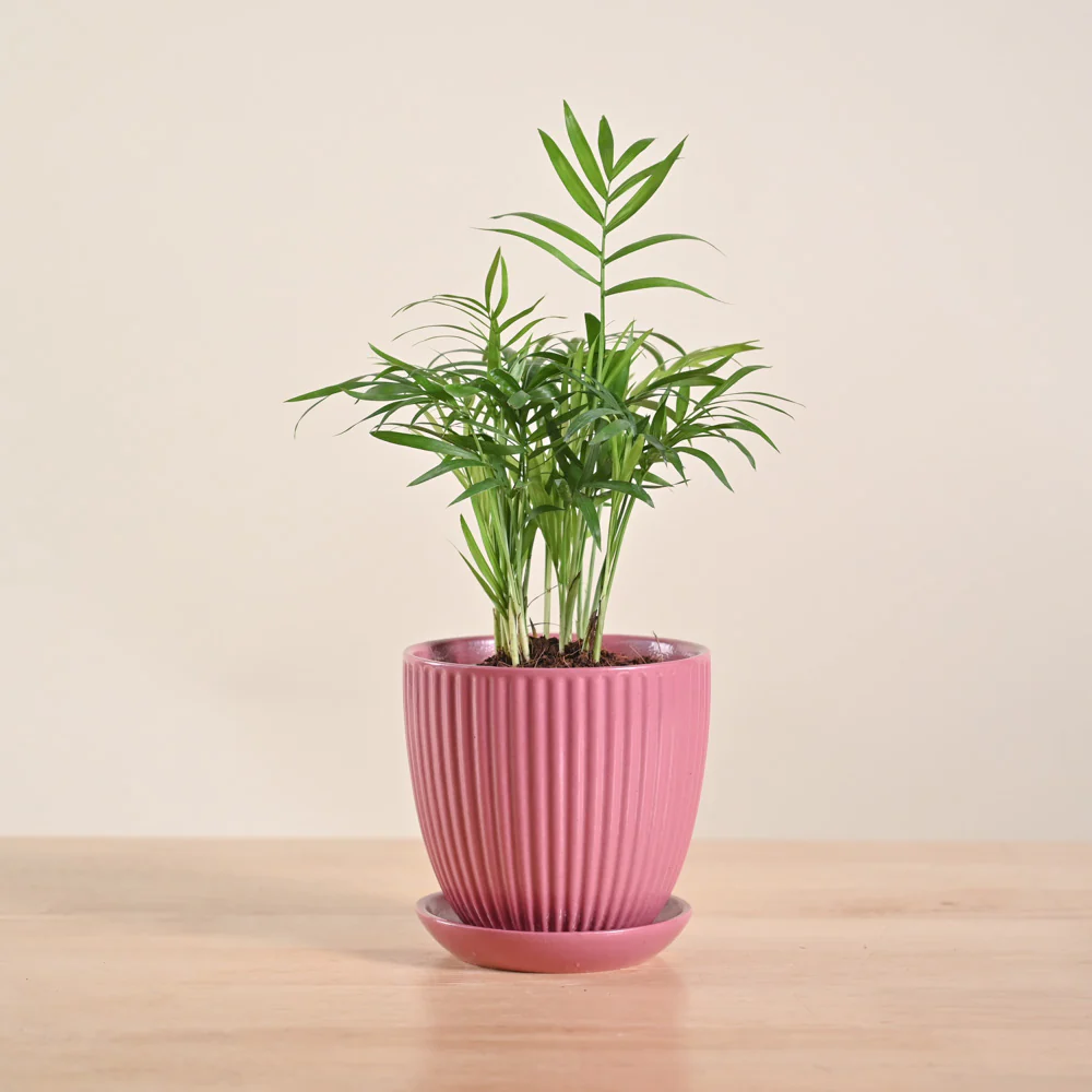 Bamboo Palm Plant - Image 57