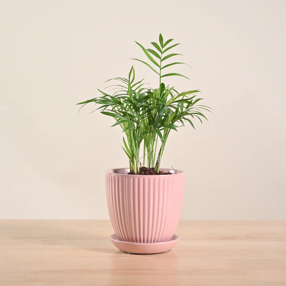 Bamboo Palm Plant - Image 58