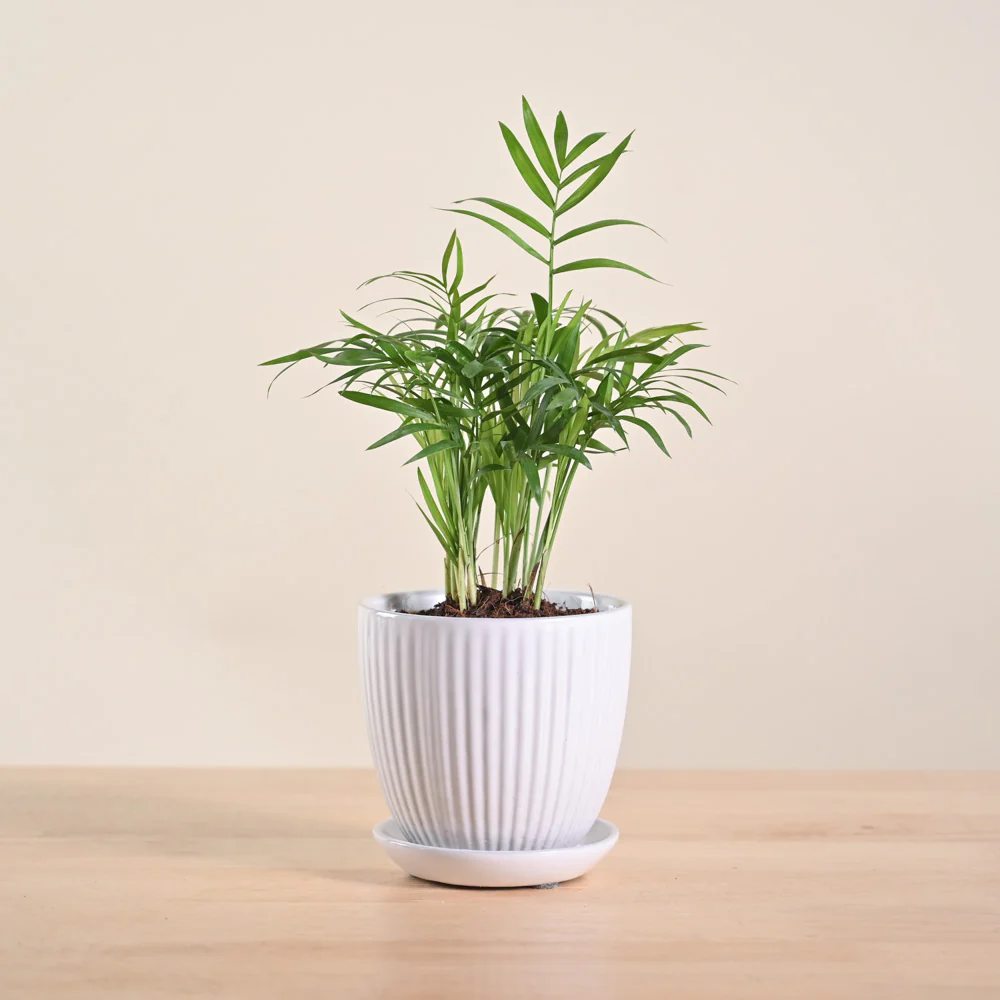 Bamboo Palm Plant - Image 59