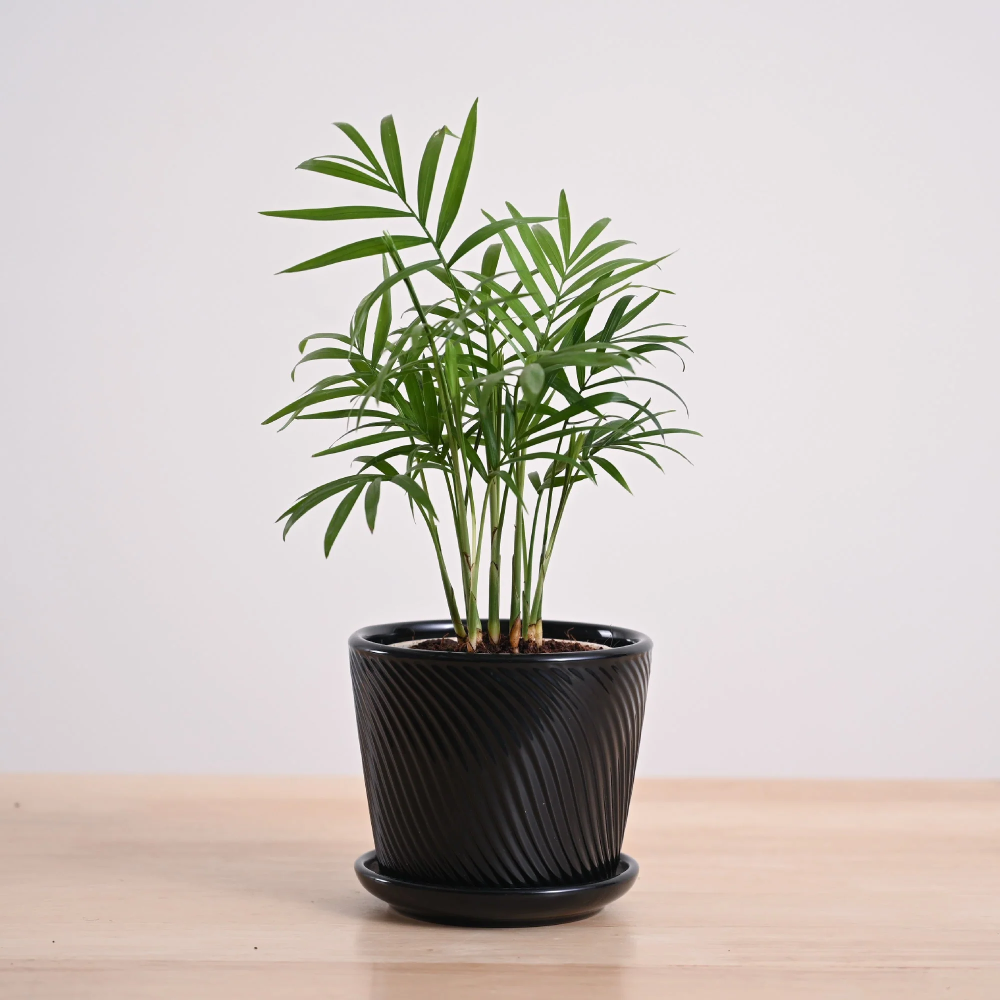 Bamboo Palm Plant - Image 6