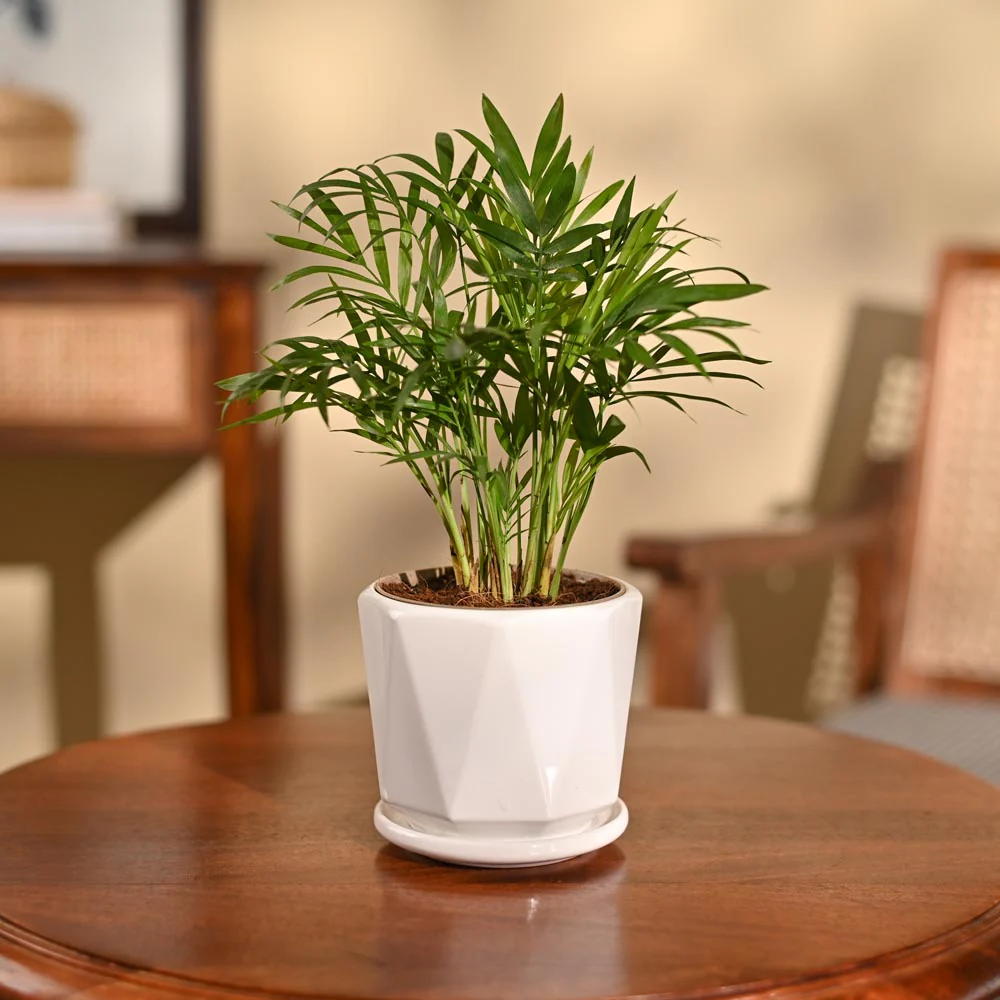 Bamboo Palm Plant - Image 62