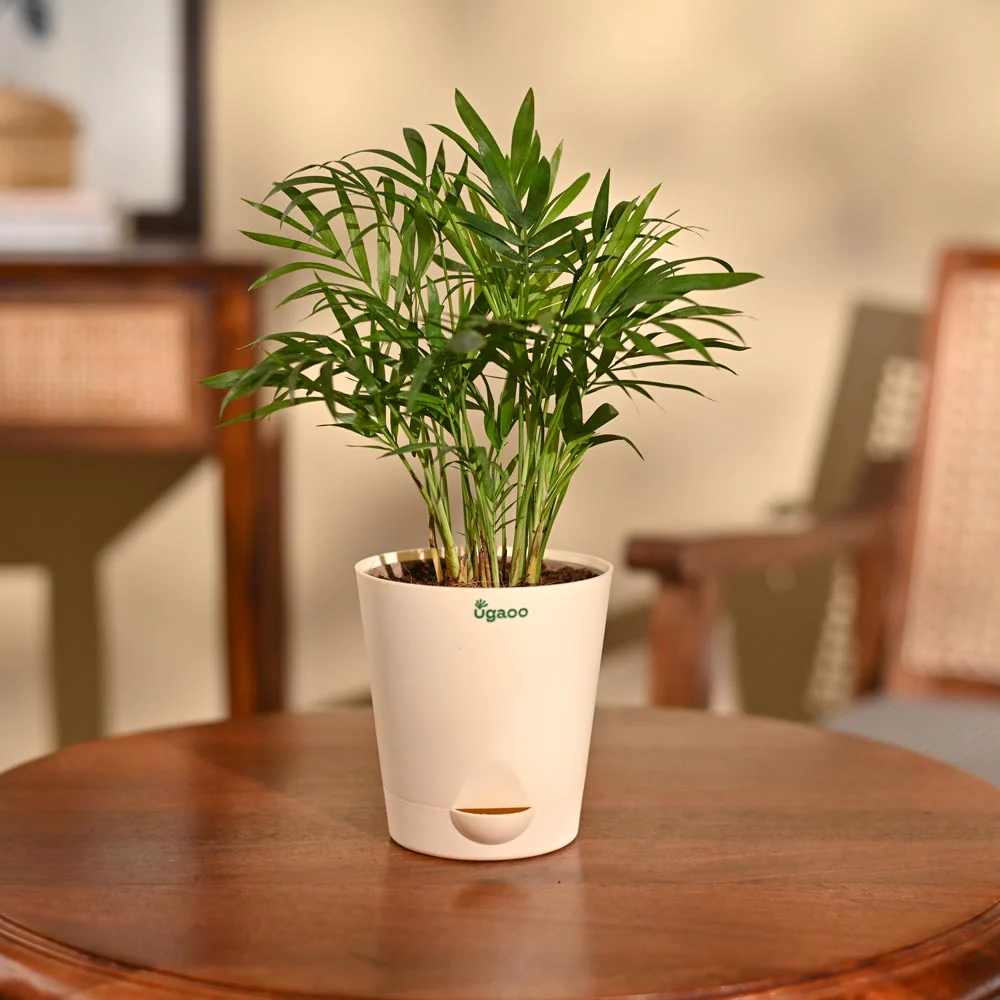 Bamboo Palm Plant - Image 64