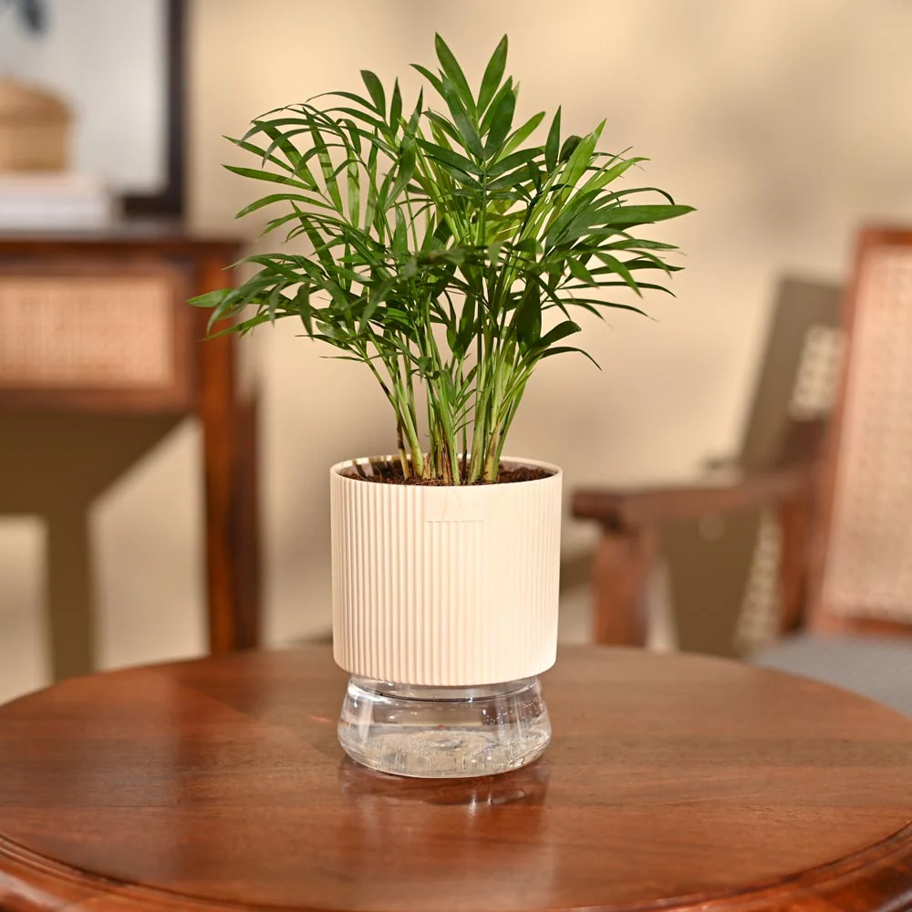 Bamboo Palm Plant - Image 65