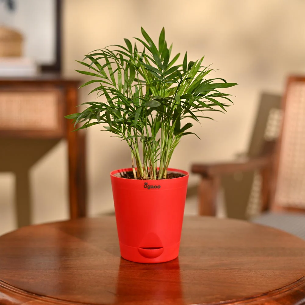 Bamboo Palm Plant - Image 66