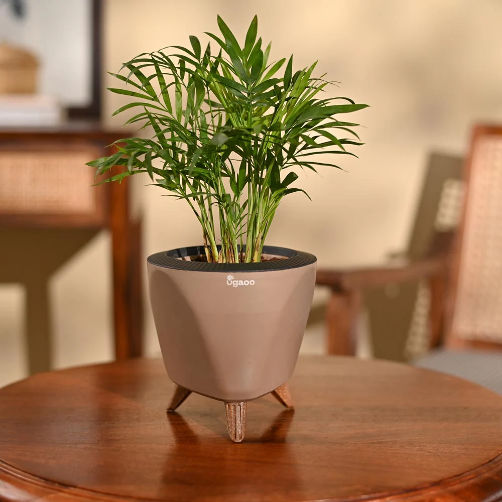 Bamboo Palm Plant - Image 67