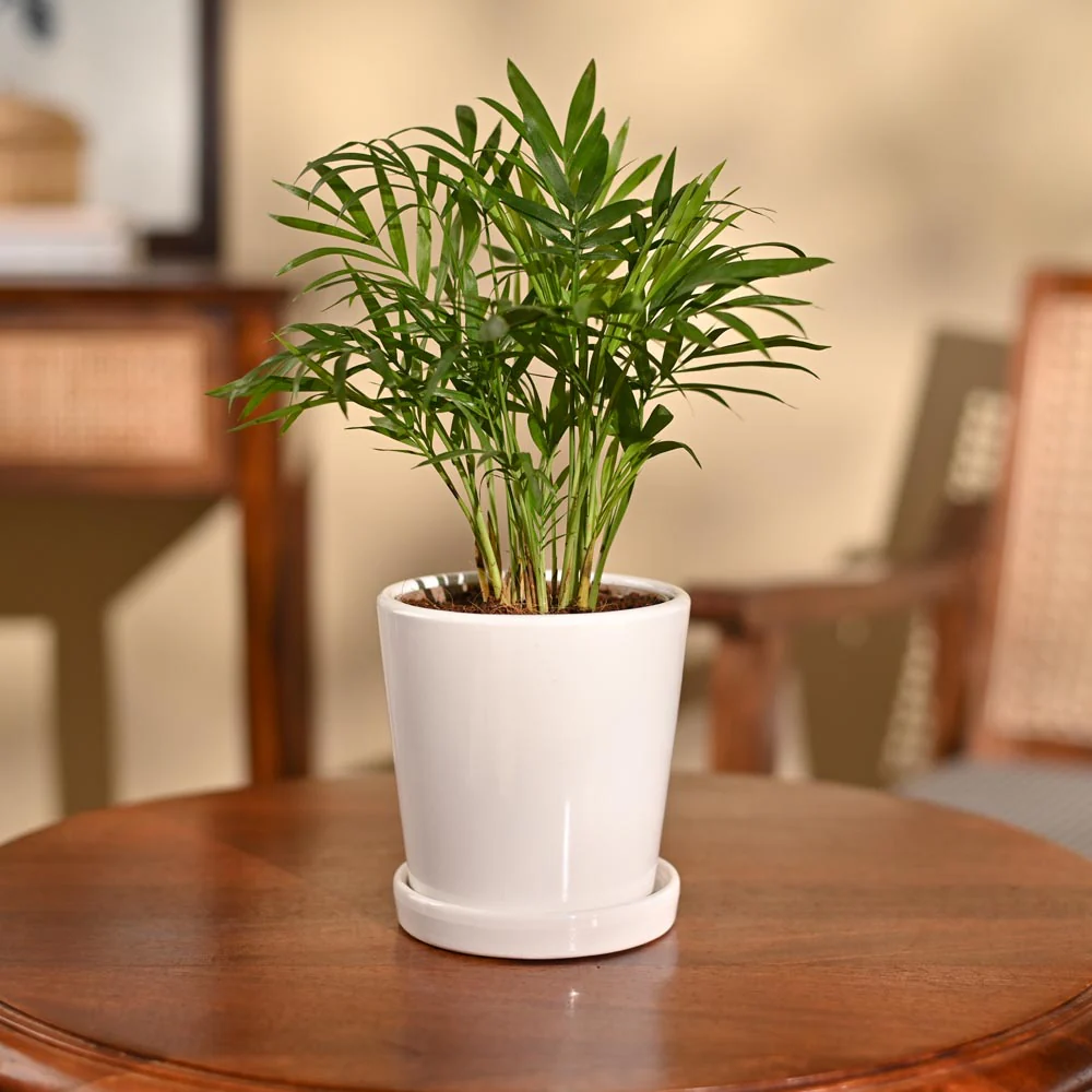 Bamboo Palm Plant - Image 68