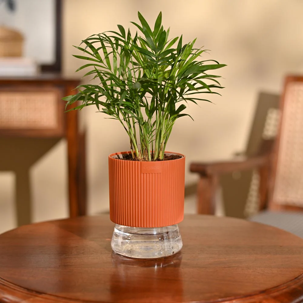 Bamboo Palm Plant - Image 69