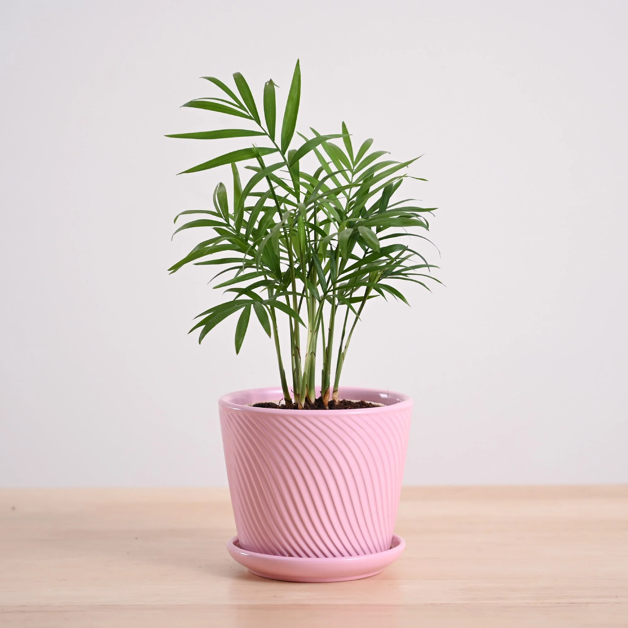 Bamboo Palm Plant - Image 7