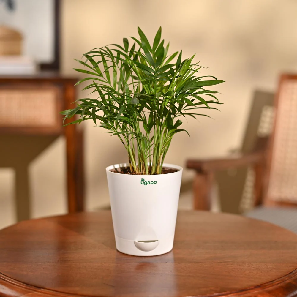 Bamboo Palm Plant - Image 70
