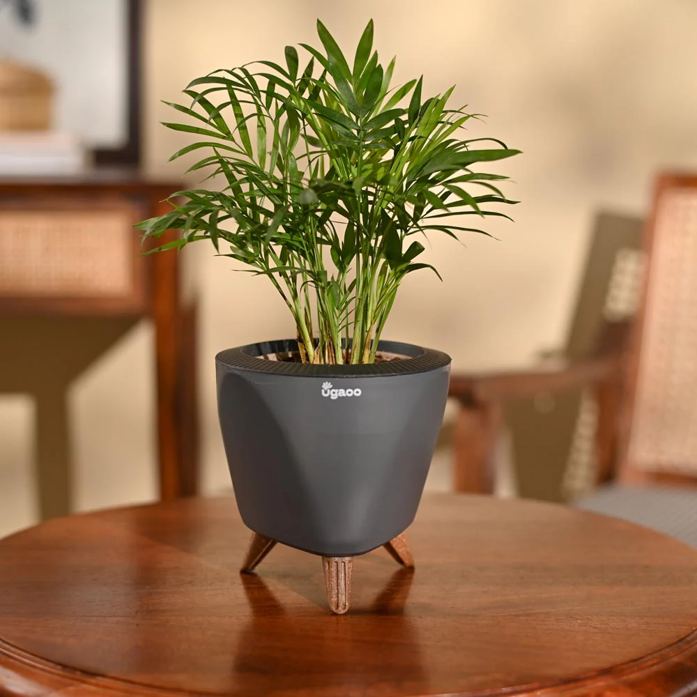Bamboo Palm Plant - Image 71