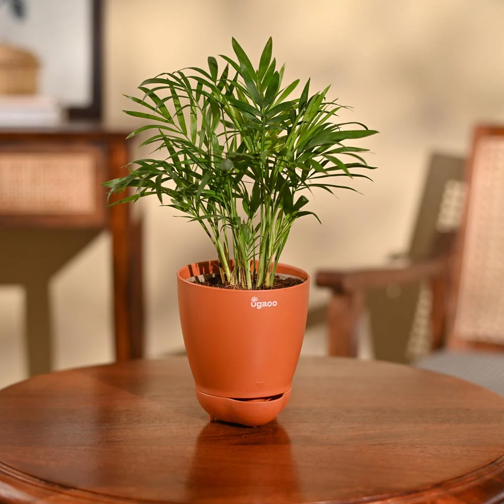 Bamboo Palm Plant - Image 72
