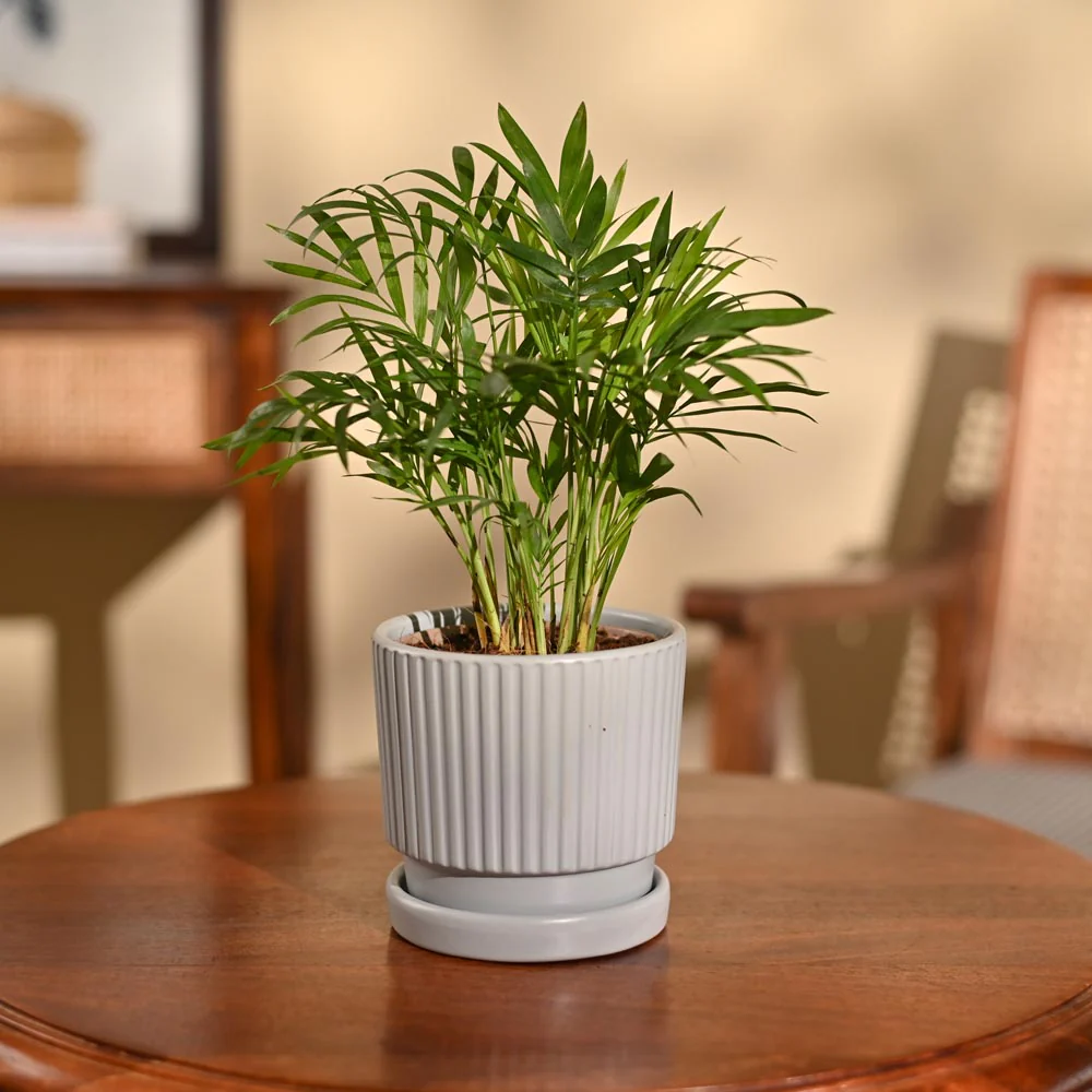 Bamboo Palm Plant - Image 74