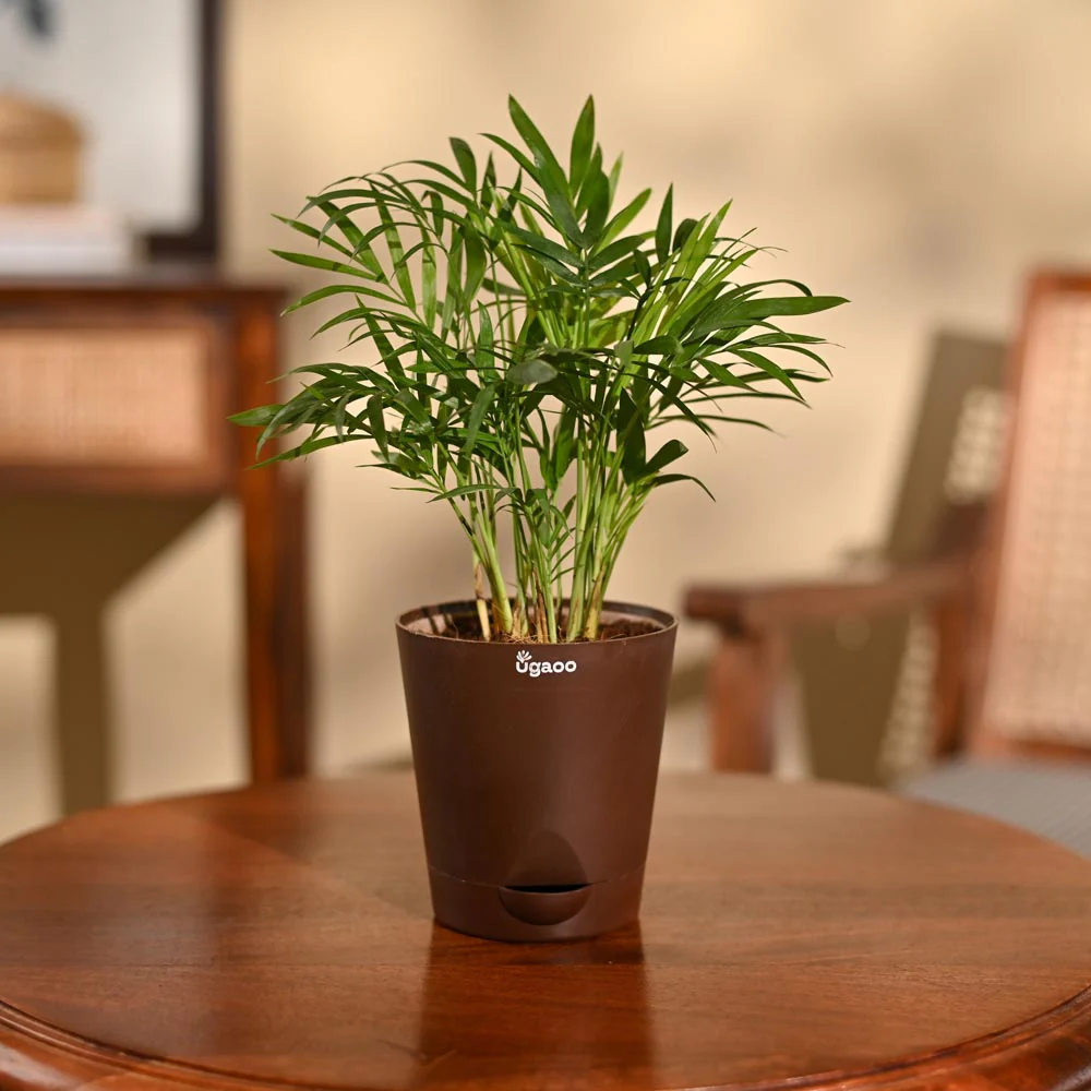 Bamboo Palm Plant - Image 76
