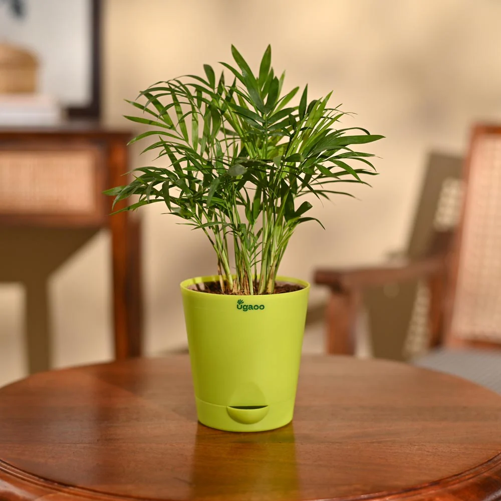 Bamboo Palm Plant - Image 77