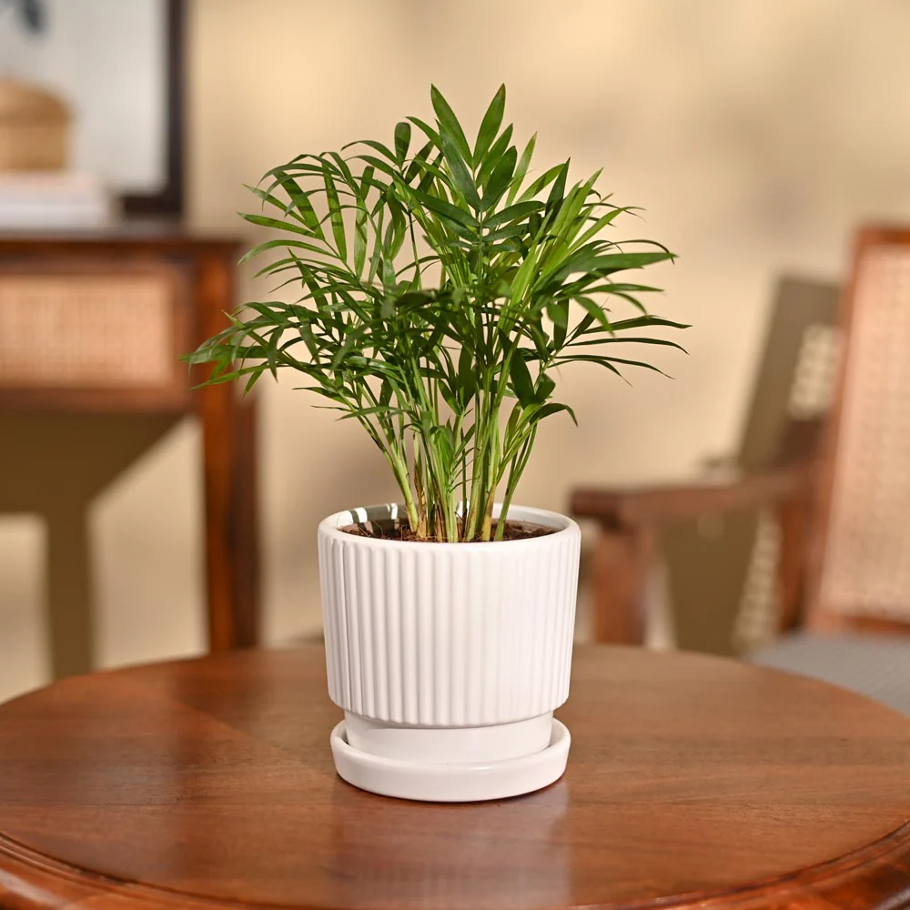 Bamboo Palm Plant - Image 78