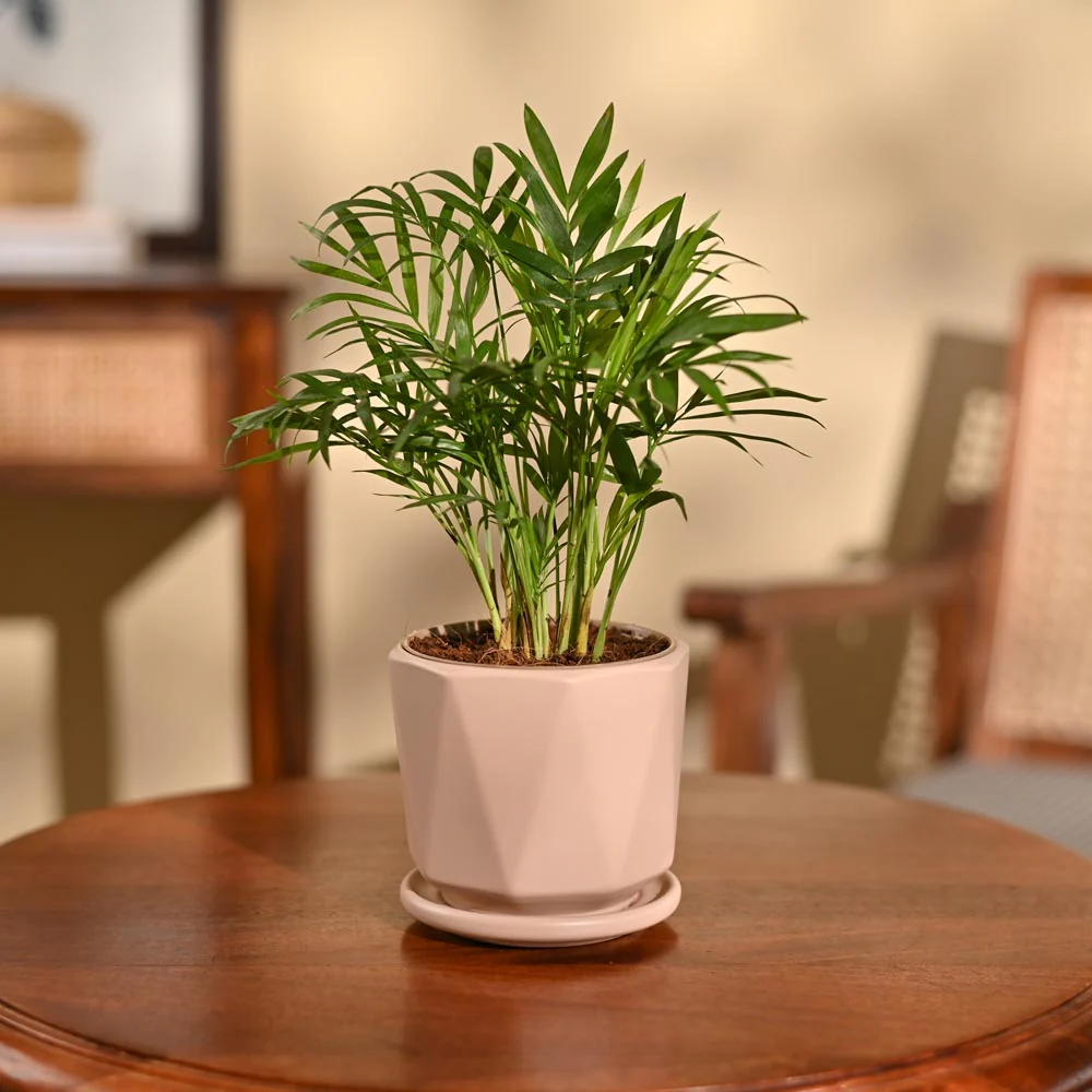 Bamboo Palm Plant - Image 80
