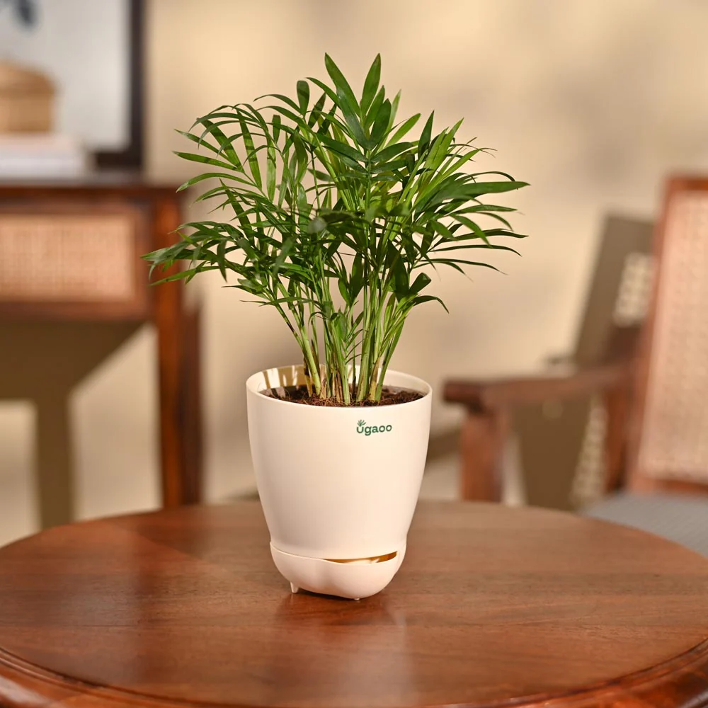 Bamboo Palm Plant - Image 81