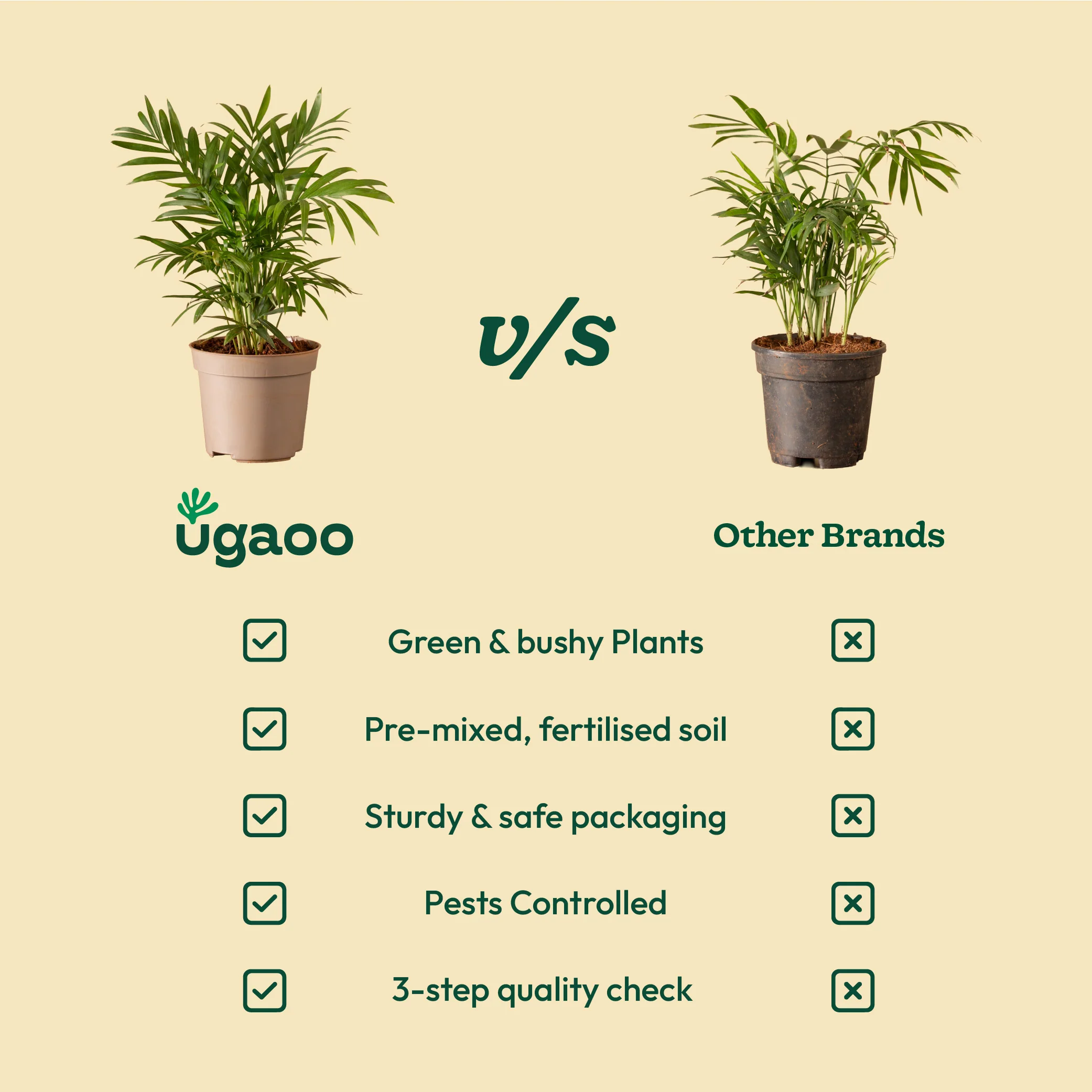 Bamboo Palm Plant - Image 83