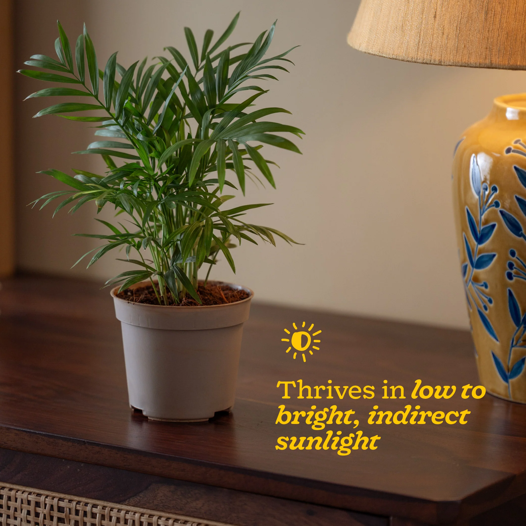 Bamboo Palm Plant - Image 85