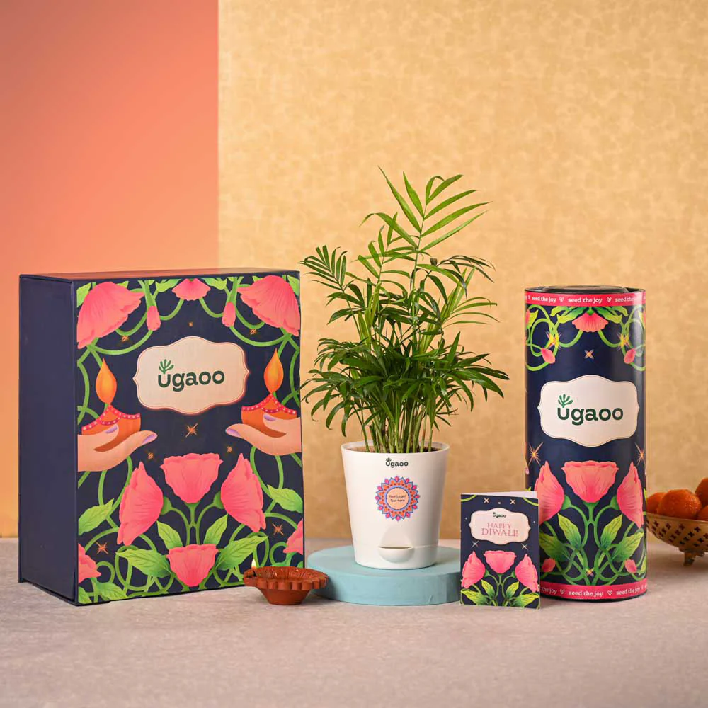 Bamboo Palm Plant & Bombay Sweet Shop Diwali Gift Hamper - Image 2