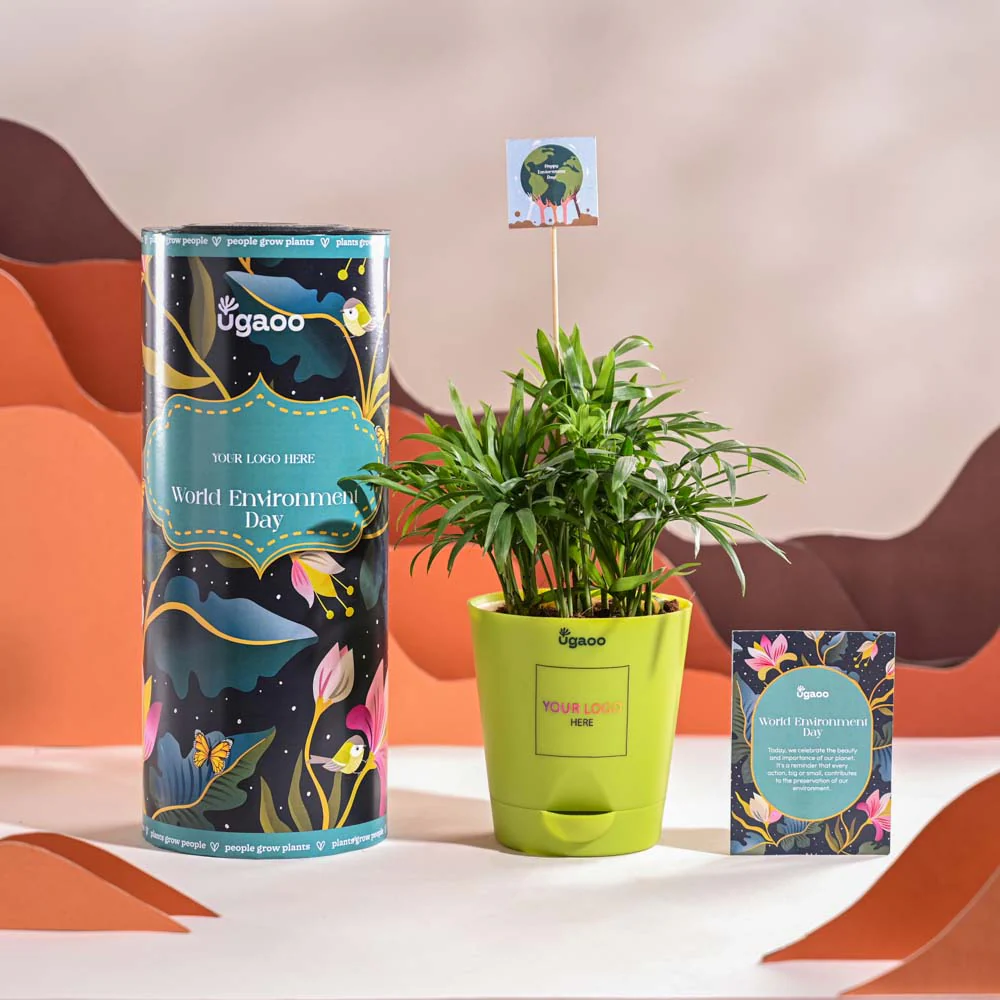 Bamboo Palm Plant For Environment Day Gifting - Image 14