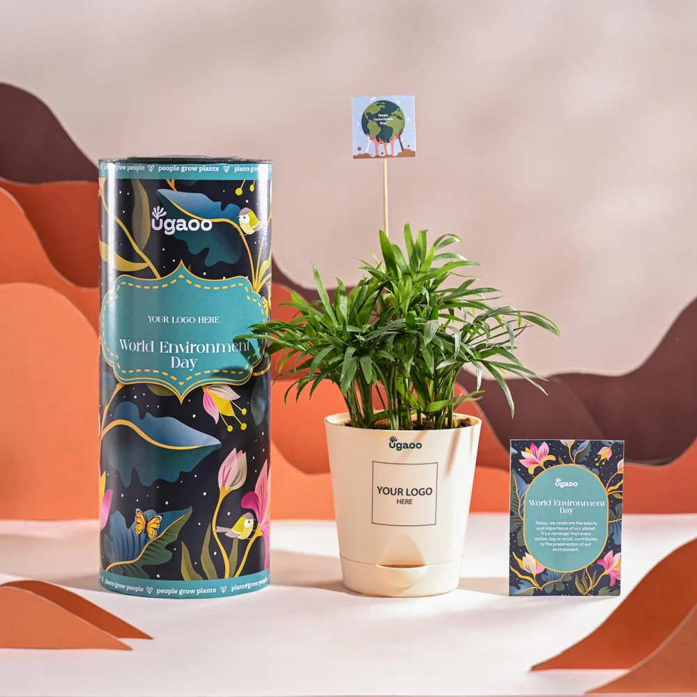 Bamboo Palm Plant For Environment Day Gifting - Image 2
