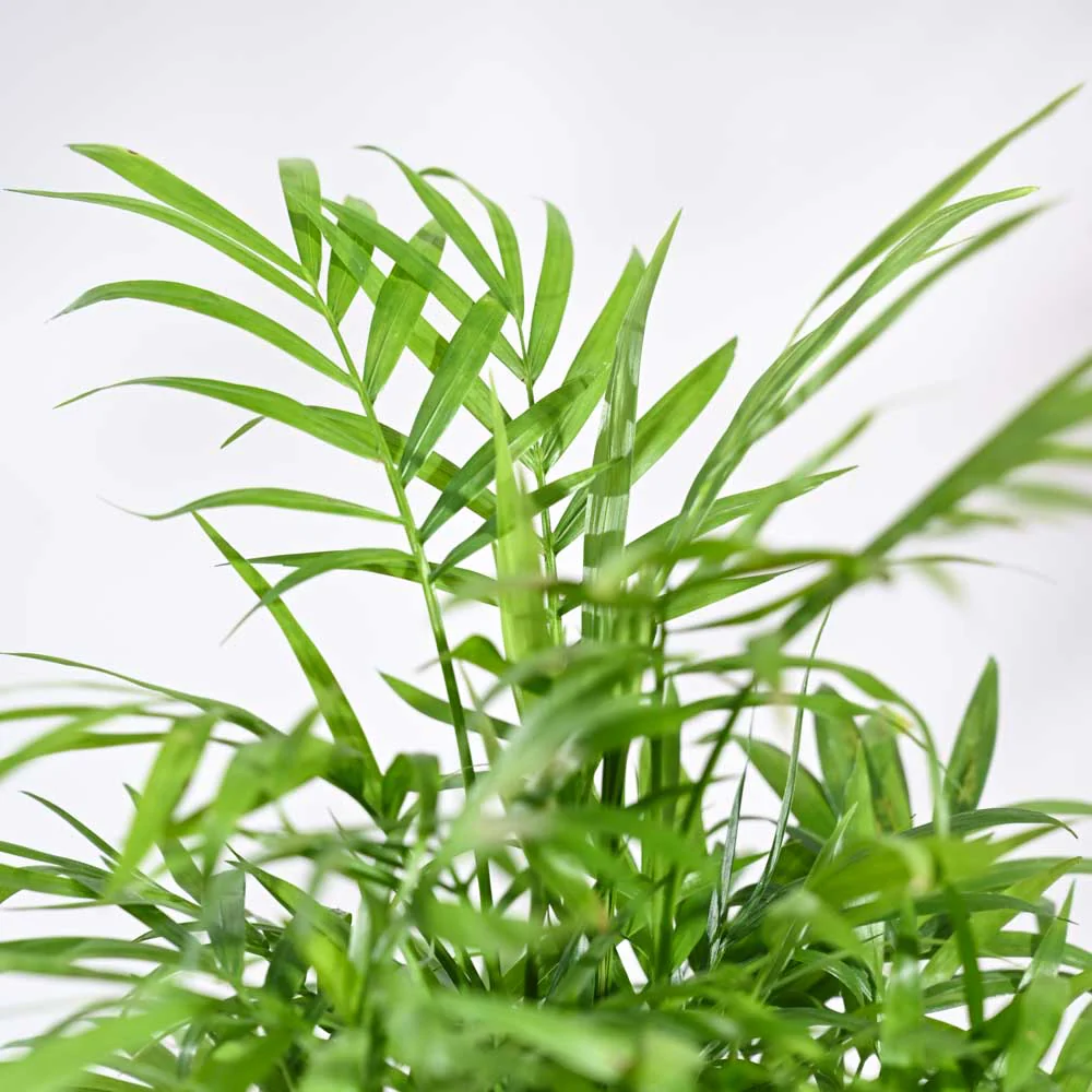 Bamboo Palm Plant For Environment Day Gifting - Image 24