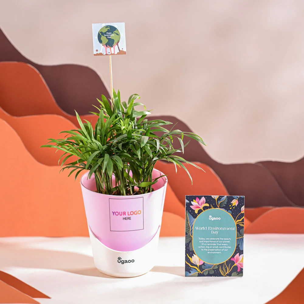 Bamboo Palm Plant For Environment Day Gifting - Image 25
