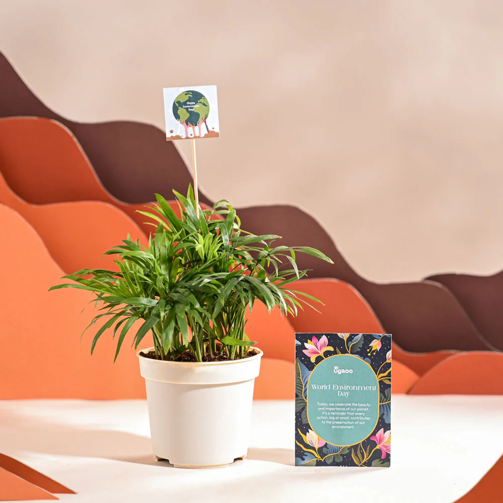 Bamboo Palm Plant For Environment Day Gifting - Image 26