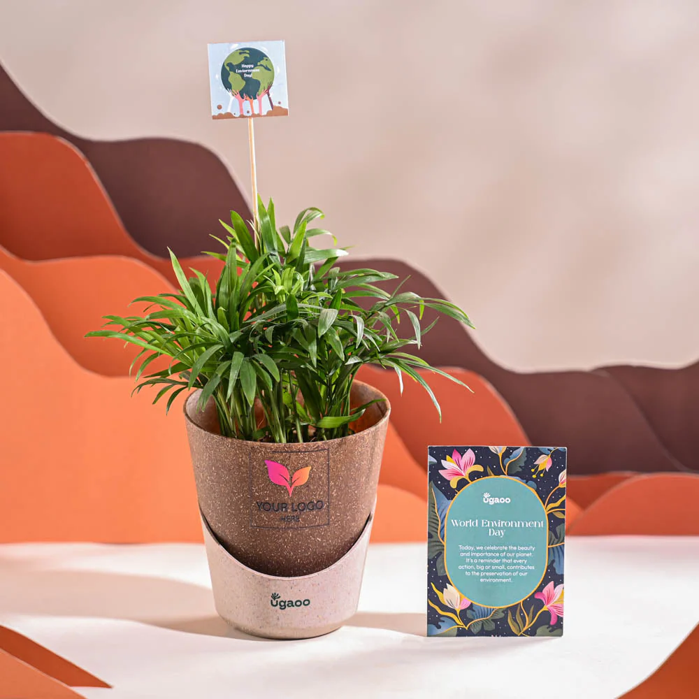 Bamboo Palm Plant For Environment Day Gifting - Image 31