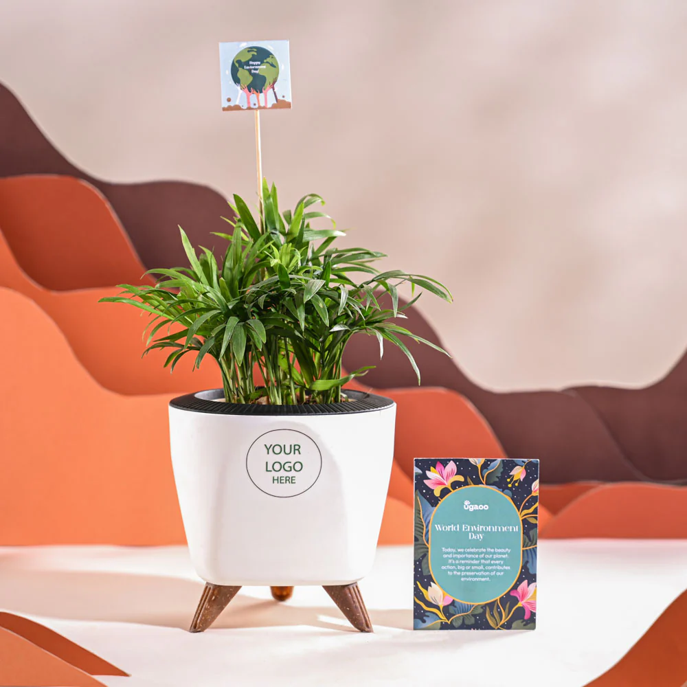 Bamboo Palm Plant For Environment Day Gifting - Image 43
